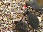 FZ030093 Moorhen feeding chick (Gallinula chloropus).jpg